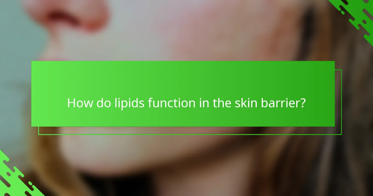 How do lipids function in the skin barrier?